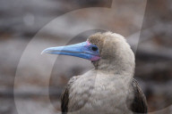 Galapagos animal paradise