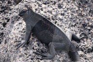 Galapagos animal paradise