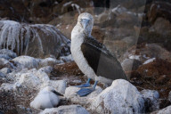 Galapagos animal paradise