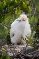 Galapagos animal paradise