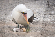 Galapagos animal paradise