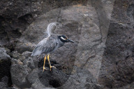Galapagos animal paradise