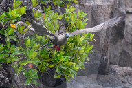 Galapagos animal paradise