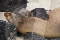 Galapagos animal paradise