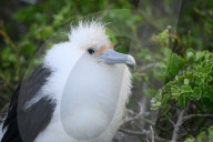 Galapagos animal paradise