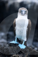 Galapagos animal paradise