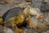 Galapagos animal paradise