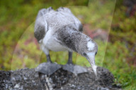 Galapagos animal paradise