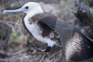 Galapagos animal paradise