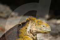 Galapagos animal paradise
