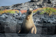 Galapagos animal paradise