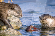 FEATURE - Zwei Otter haben eine Auseinandersetzung mit einem Flusskrebs