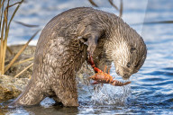 FEATURE - SN_OTTER_V_CRAYFISH_02