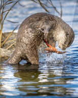 FEATURE - SN_OTTER_V_CRAYFISH_03