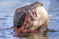 FEATURE - SN_OTTER_V_CRAYFISH_05
