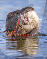 FEATURE - SN_OTTER_V_CRAYFISH_06