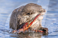 FEATURE - SN_OTTER_V_CRAYFISH_07