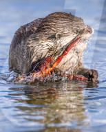 FEATURE - SN_OTTER_V_CRAYFISH_08