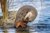 FEATURE - SN_OTTER_V_CRAYFISH_09