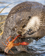 FEATURE - SN_OTTER_V_CRAYFISH_10