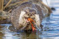 FEATURE - SN_OTTER_V_CRAYFISH_11