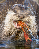 FEATURE - SN_OTTER_V_CRAYFISH_12