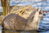 FEATURE - SN_OTTER_V_CRAYFISH_13