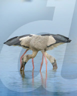 FEATURE - STORCH SYMMETRIE