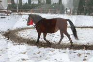 Hutsulyk Hutsul Pony Centre in Kosiv
