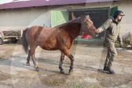 Hutsulyk Hutsul Pony Centre in Kosiv