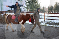 Hutsul ponies help with rehabilitation of Ukrainian military