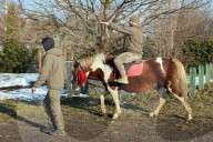 Hutsul ponies help with rehabilitation of Ukrainian military
