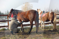 Hutsulyk Hutsul Pony Centre in Kosiv