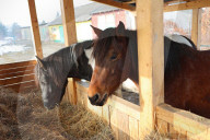 Hutsulyk Hutsul Pony Centre in Kosiv