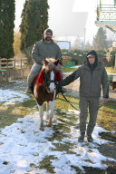 Hutsul ponies help with rehabilitation of Ukrainian military