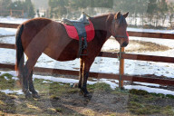 Hutsulyk Hutsul Pony Centre in Kosiv