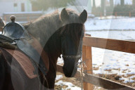 Hutsulyk Hutsul Pony Centre in Kosiv