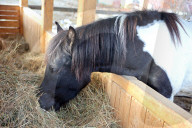 Hutsulyk Hutsul Pony Centre in Kosiv