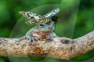 FEATURE - SN_FANCY_FROG_01