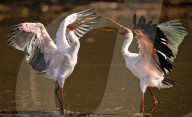 FEATURE - SN_SQUABBLING_STORKS_02
