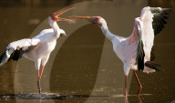 FEATURE - SN_SQUABBLING_STORKS_03