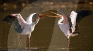 FEATURE - SN_SQUABBLING_STORKS_04