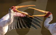 FEATURE - SN_SQUABBLING_STORKS_05