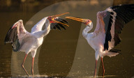 FEATURE - SN_SQUABBLING_STORKS_06