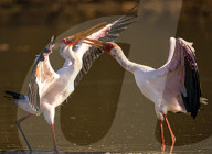 FEATURE - SN_SQUABBLING_STORKS_07