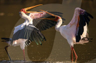 FEATURE - SN_SQUABBLING_STORKS_08