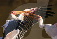 FEATURE - SN_SQUABBLING_STORKS_09
