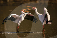 FEATURE - SN_SQUABBLING_STORKS_10