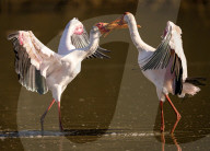 FEATURE - SN_SQUABBLING_STORKS_11