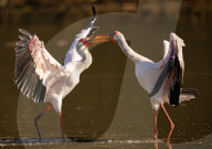 FEATURE - SN_SQUABBLING_STORKS_12